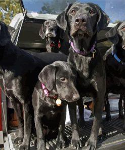 Cute Dogs In Truck paint by number