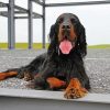 Cute Gordon Setter paint by number