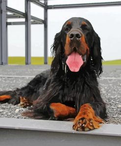 Cute Gordon Setter paint by number