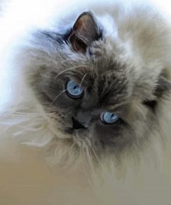 Cute Gray And White Cat paint by number