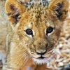 Cute Lion Cub Head paint by number