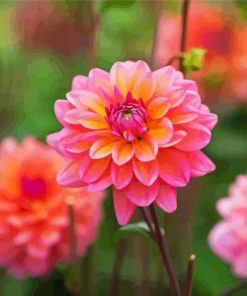 Dahlia Coral Flowers paint by number