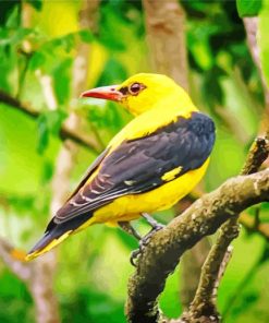 Eurasian Golden Oriole paint by number