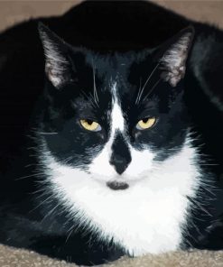 Fat Tuxedo Cat paint by number