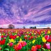 Field Of Tulips paint by number