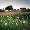 Floral Farm In Sunset paint by numbers