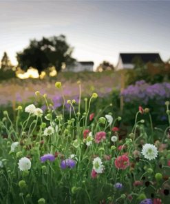 Floral Farm In Sunset paint by numbers