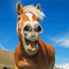 Funny Animal Horse paint by numbers