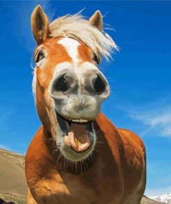 Funny Animal Horse paint by numbers