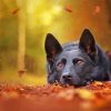 German Shepherd Autumn Background Puppy paint by numbers