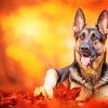 German Shepherd Autumn Background paint by numbers