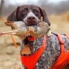 German Shorthaired paint by number