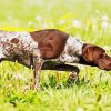 German Shorthaired Pointer Dog paint by number