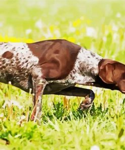 German Shorthaired Pointer Dog paint by number