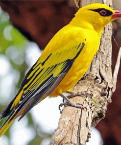 Golden Oriole Bird paint by number