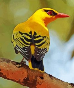 Golden Oriole On Branch paint by number