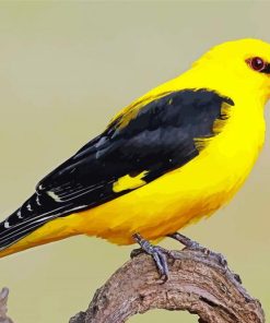 Golden Oriole paint by number