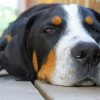 Greater Swiss Mountain Dog paint by numbers