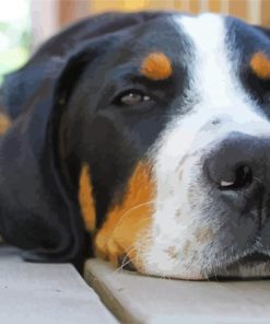 Greater Swiss Mountain Dog paint by numbers