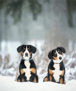 Greater Swiss Mountain Dogs In Snow paint by numbers