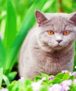 Grey Cat in Garden paint by number