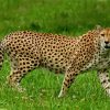 Guepard Animal In Jungle paint by number