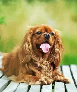 Happy Cavalier King Charles Spaniel Smiling On A Bench paint by number