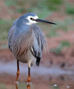Cute Grey Herron paint by numbers
