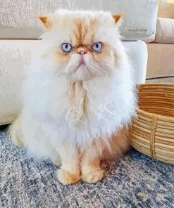 Himalayan Cat With Blue Eyes paint by numbers