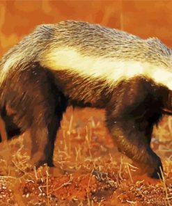 Honey Badger Animals paint by numbers