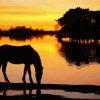 Horse Silhouette In New Forest National Park paint by numbers