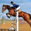 Horse Show paint by numbers