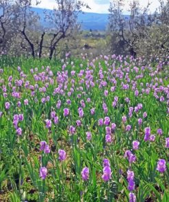 Iris Fields paint by numbers