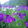 Iris Flower Field paint by numbers