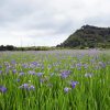 Iris Flowers Field paint by numbers