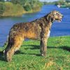 Irish Wolfhound paint by number