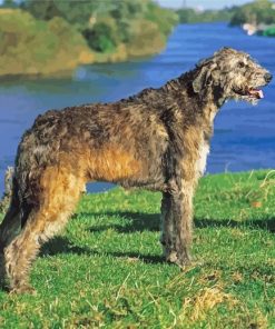 Irish Wolfhound paint by number