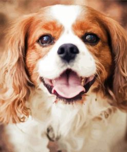 King Charles Cavalier Puppy paint by numbers