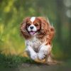 King Charles Cavalier Dog paint by numbers