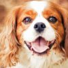 King Charles Cavaliers Puppy paint by number