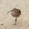 Kiwi Bird paint by number