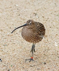 Kiwi Bird paint by number