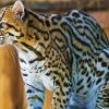 Larg Big Cat paint by numbers
