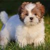 Lhasa Apso Puppy paint by number