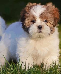 Lhasa Apso Puppy paint by number