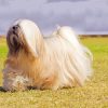 Lhasa Apso Dog paint by number