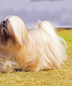 Lhasa Apso Dog paint by number