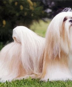 Lhasa Apso paint by number