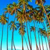 Molokai Palm Trees paint by number