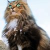 Norwegian Forest Cat Animal paint by numbers